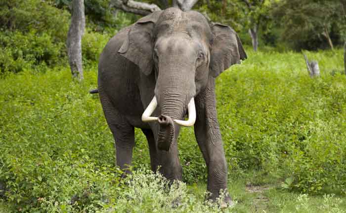 BOTSWANA elefanti